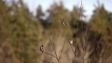 İki ötücü kuş giderken, diğeri ağaçta kalır..