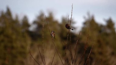 Rüzgarda sallanan iki ispinoz ağaç dallarında.