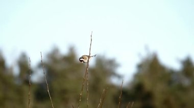 Avrupa ispinozu gagasını temizler ve uçup gider..