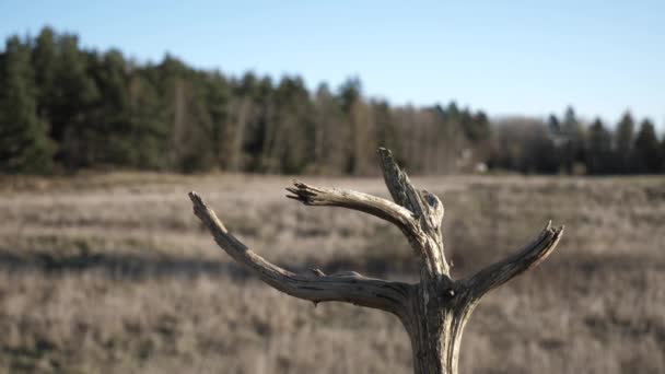 Eurasian Strom Vrabec Dělá Rychlé Přistání Vzlétnout Větvi Stromu — Stock video