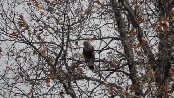 Common Buzzard Sits Perched Tree — Stock Video