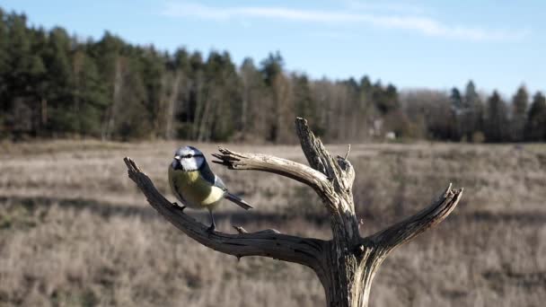 Dwa Małe Ptaszki Dzielą Grzędę Martwej Gałęzi Drzewa — Wideo stockowe
