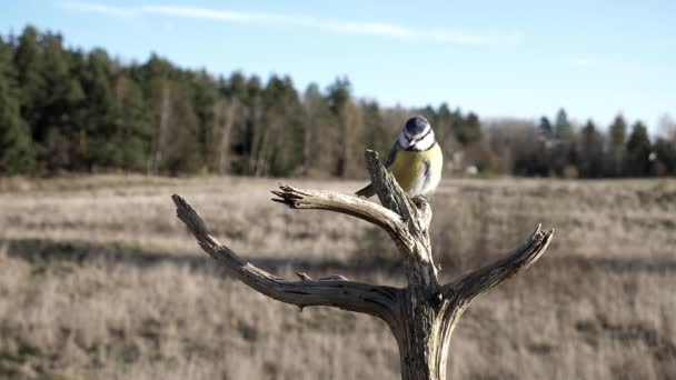 Mały Ptaszek Pieśni Skacze Martwej Gałęzi Drzewa — Wideo stockowe