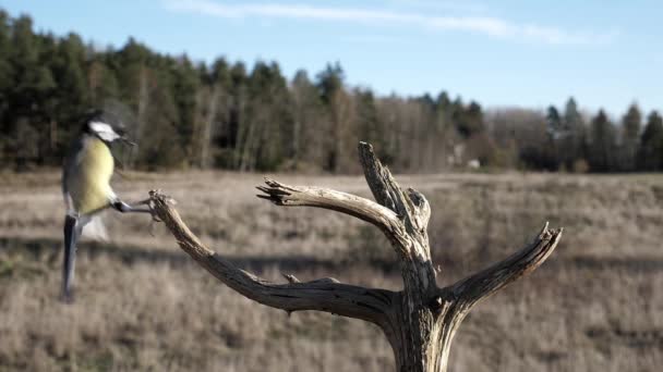 Great Tit Songbird Lands Dead Tree Branch Hops — Wideo stockowe