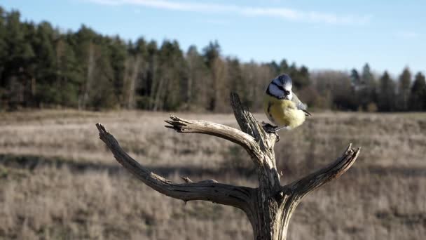 Blue Tit Perched Dead Tree Branch Windy Day — Stockvideo