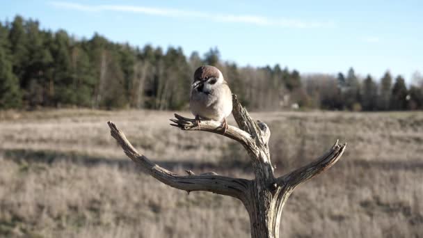 Burung Pipit Pohon Eurasia Yang Mengunyah Beberapa Makanan Digabung Dengan — Stok Video