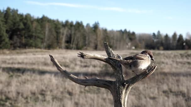Sparrow Tenta Puxar Pedaço Cabelo Uma Árvore — Vídeo de Stock