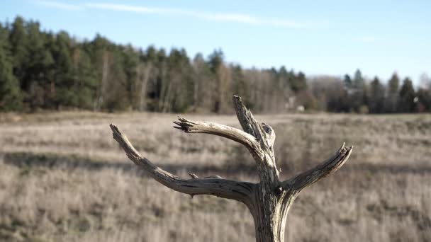 Eurazjatycki Wróbel Robi Delikatny Wolny Ruch Lądując Martwej Gałęzi Drzewa — Wideo stockowe