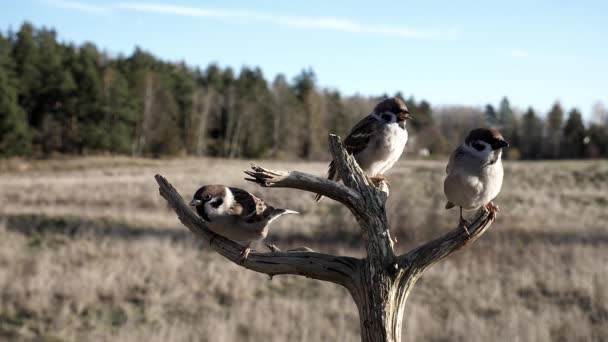 Tres Gorriones Sentados Árbol Luego Dos Vuelan Lejos — Vídeos de Stock