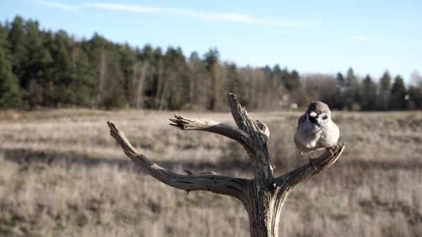 Sparrow Décolle Une Branche Arbre — Video