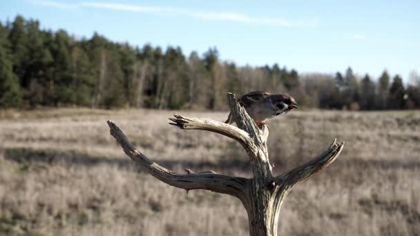 Moineau Arboricole Eurasien Mâche Une Graine Perchée Sur Une Branche — Video