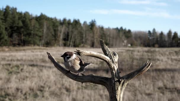 Sparv Hoppar Upp Gren Blåsig Höstdag — Stockvideo