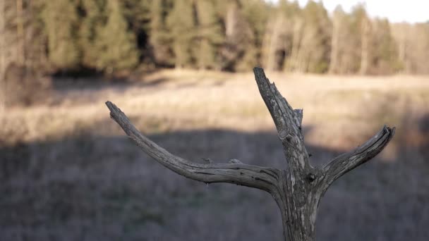 Bruant Arboricole Eurasien Atterrit Sur Une Branche Coucher Soleil — Video