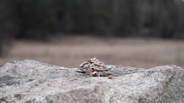 Eurasian Blue Tit Lands Rock Meadow Grab Seed Fly Away — Vídeo de Stock