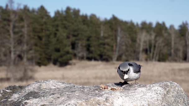 Mignon Petit Oiseau Prend Quelques Graines Tournesol Puis Envole — Video