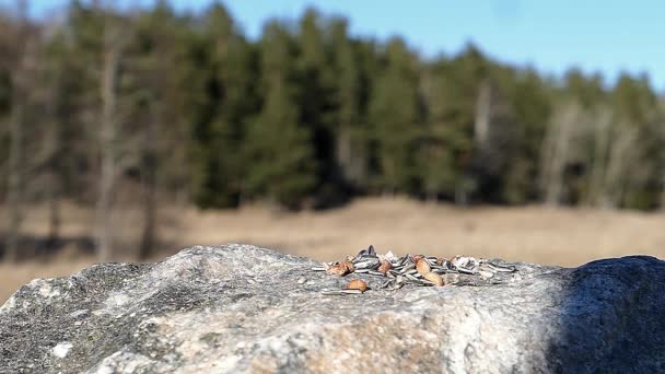 Liten Fågel Landar För Att Jordnöt Och Sedan Tar Med — Stockvideo