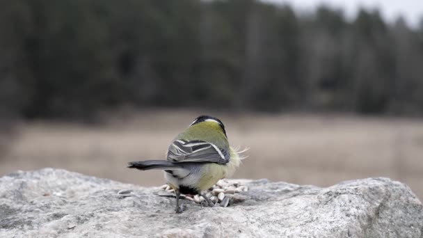 Great Tit Songbird Takes Sunflower Seed Takes — Wideo stockowe