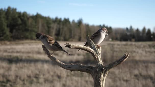 Eurasian Tree Sparrows Land Dead Tree Branch Looking Food — Stock Video