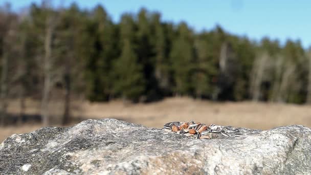 Tit Bird Lands Rock Meadow Get Sunflower Seed — 图库视频影像