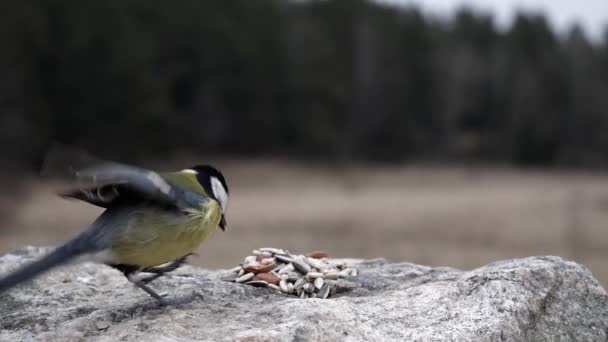 Küçük Kuş Yemek Istediği Konusunda Seçicidir — Stok video