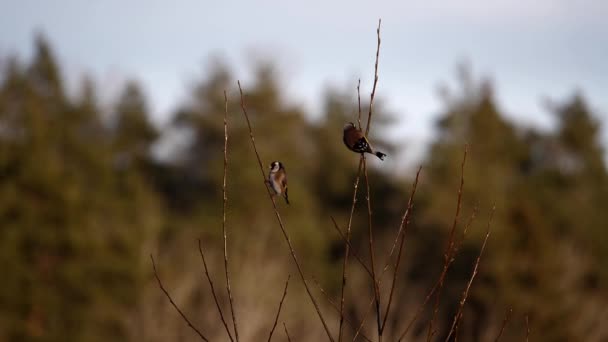 Dois Goldfinches Balançam Vento Alguns Galhos Árvore — Vídeo de Stock