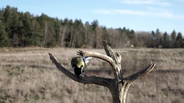 Tree Sparrow Replaces Great Tit Tree Branch — Vídeos de Stock