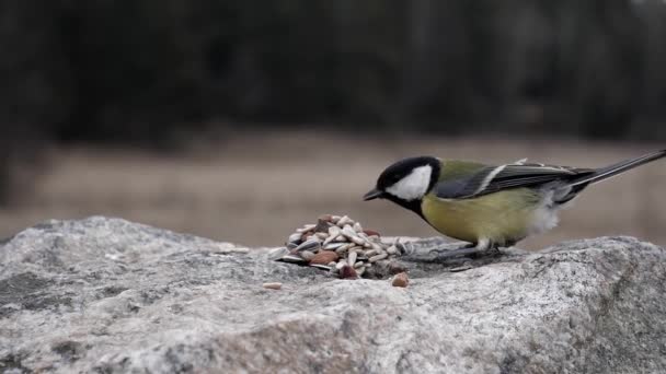 Две Певчие Пташки Спорят Получит Еду — стоковое видео
