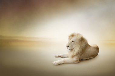 Beyaz Aslan fotoğrafın lüks