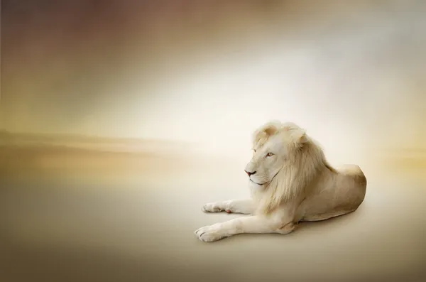 Luxury photo of white lion — Stock Photo, Image