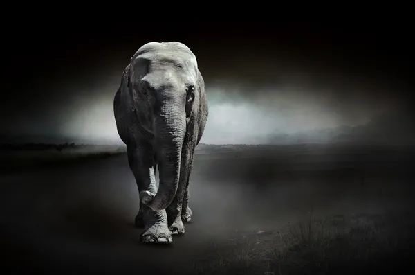 Elefante sobre um fundo escuro — Fotografia de Stock