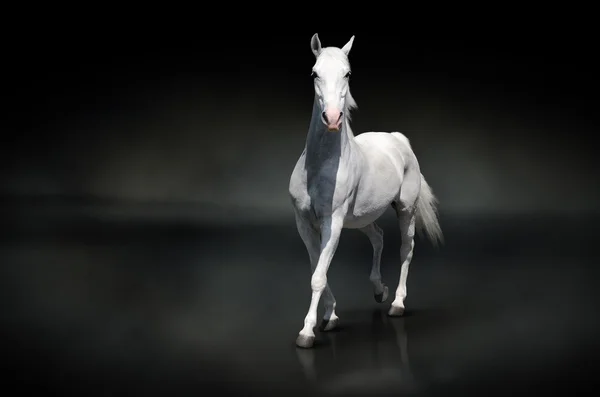 Caballo blanco aislado en negro — Foto de Stock