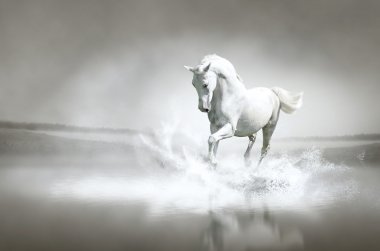 beyaz at su ile çalışan