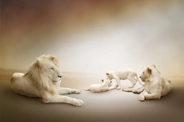 Lion Blanc Images Libres De Droit Photos De Lion Blanc Depositphotos