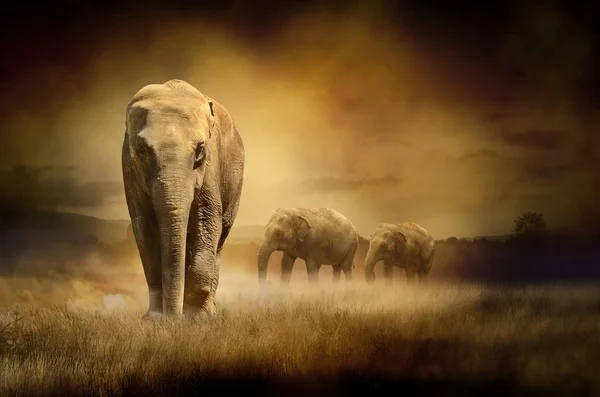 Elephants at sunset
