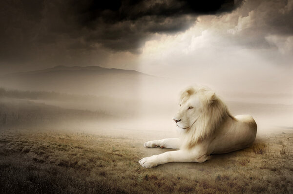 Белый лев на закате
