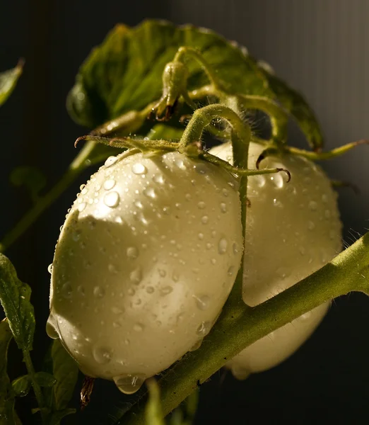 Regendruppels op groene tomaten — Stockfoto