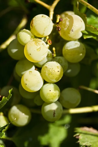 Uvas verdes — Fotografia de Stock