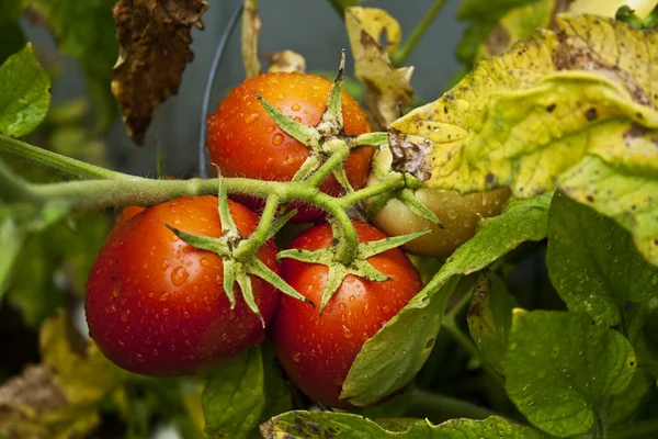 De laatste van de bounty Stockfoto