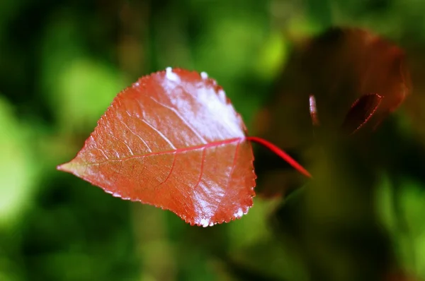 Hoja de árbol — Foto de Stock