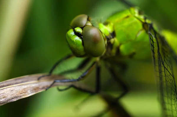Libelle (Anisoptera)) — Stockfoto