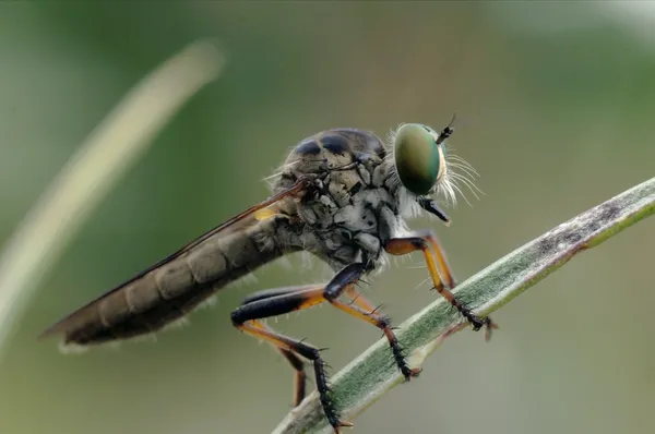 Asilidae (ムシヒキアブ) — ストック写真