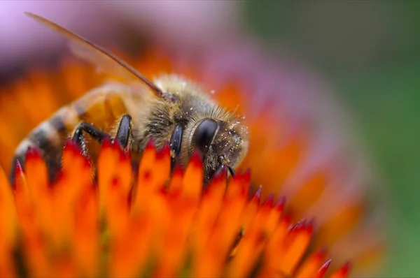 Honey bee (honeybees) — Stock Photo, Image