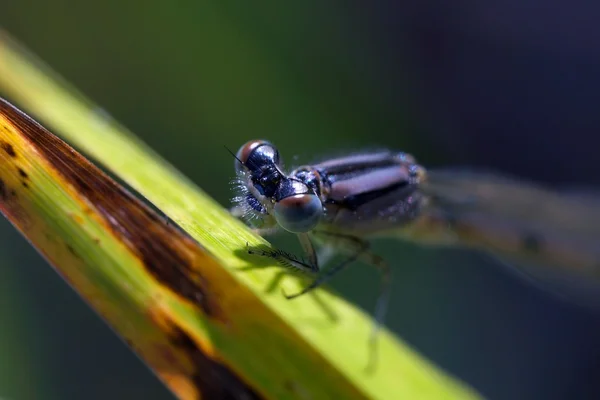 Damselfly (rosa ) — Foto de Stock