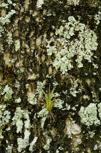 Textura jurnal cu lichen — Fotografie, imagine de stoc