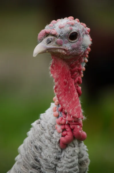 Thanksgiving Turkey — Stock Photo, Image