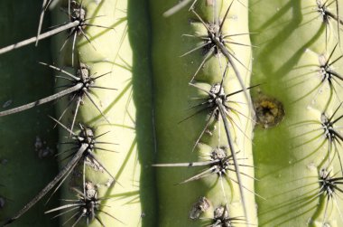 kaktüs yakın çekim