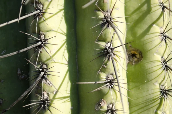 Cactus de cerca —  Fotos de Stock