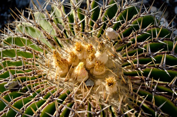 Cactus —  Fotos de Stock