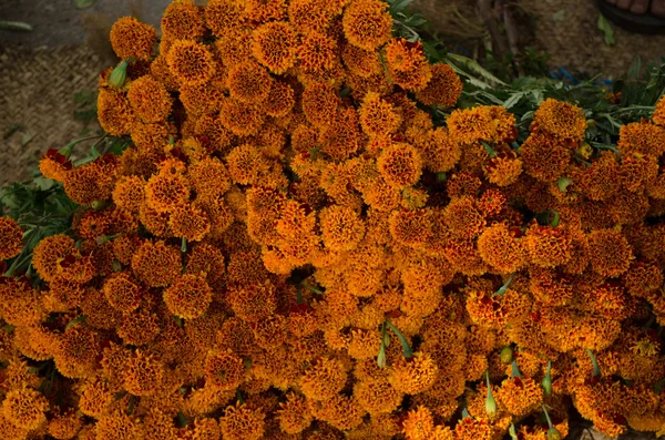 Flores mexicanas — Fotografia de Stock