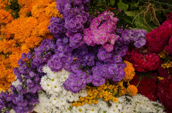 Flores mexicanas — Foto de Stock